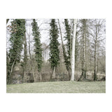 Sole white birch in the trees (Print Only) thumbnail