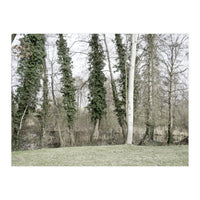 Sole white birch in the trees (Print Only)