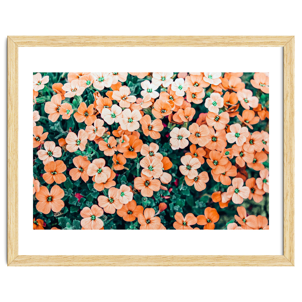 Floral Bliss, Nature Photography Garden Meadow, Blush Orange Coral Summer Flowers Botanical