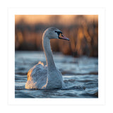 Elegant Swan Gliding On Water At Sunset (Print Only) thumbnail