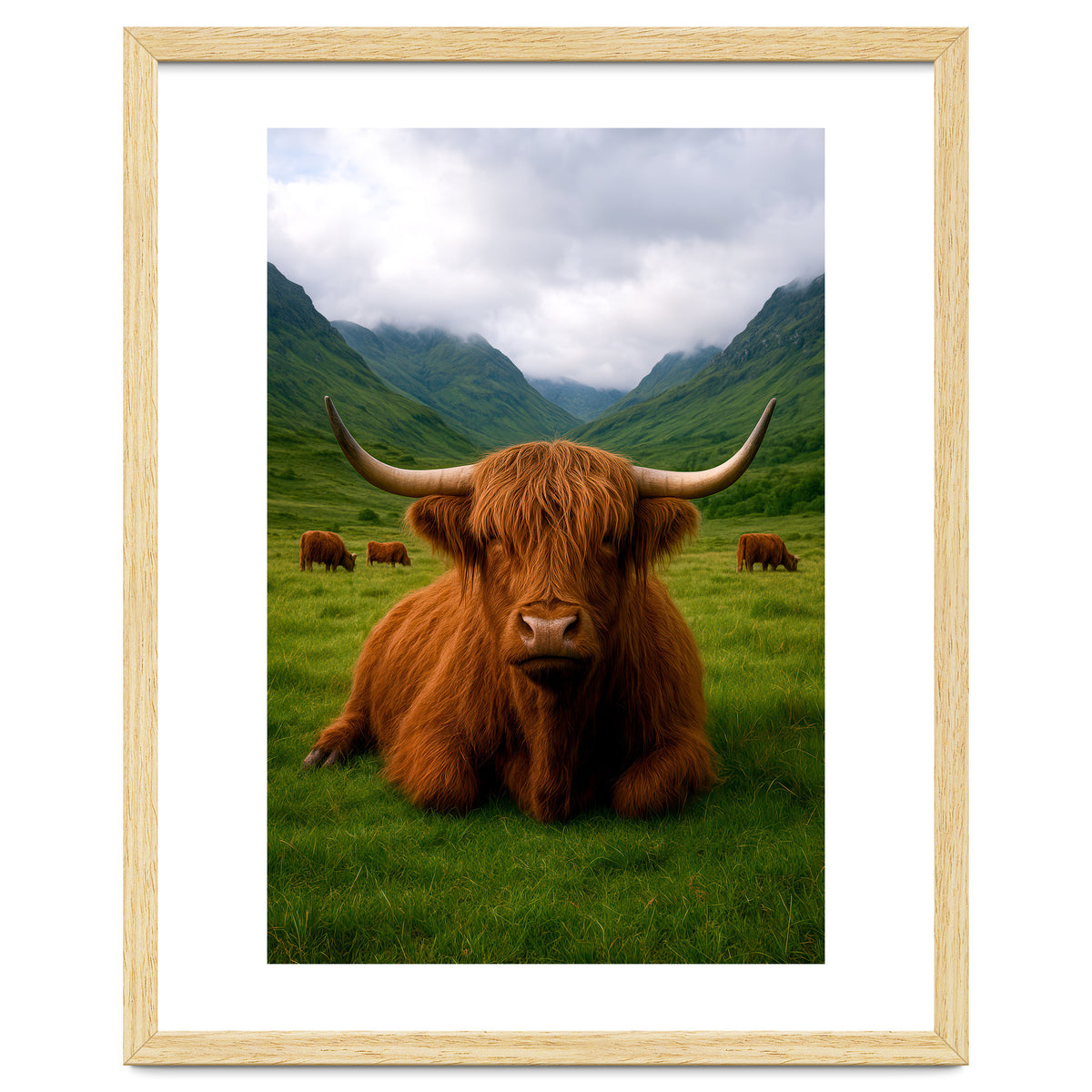 Highland Cow in Scotland