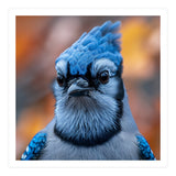 Close Up Blue Jay Bird With Detailed Feathers (Print Only) thumbnail
