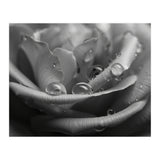 Ethereal Monochromatic Rose Petal Macro (Print Only) thumbnail