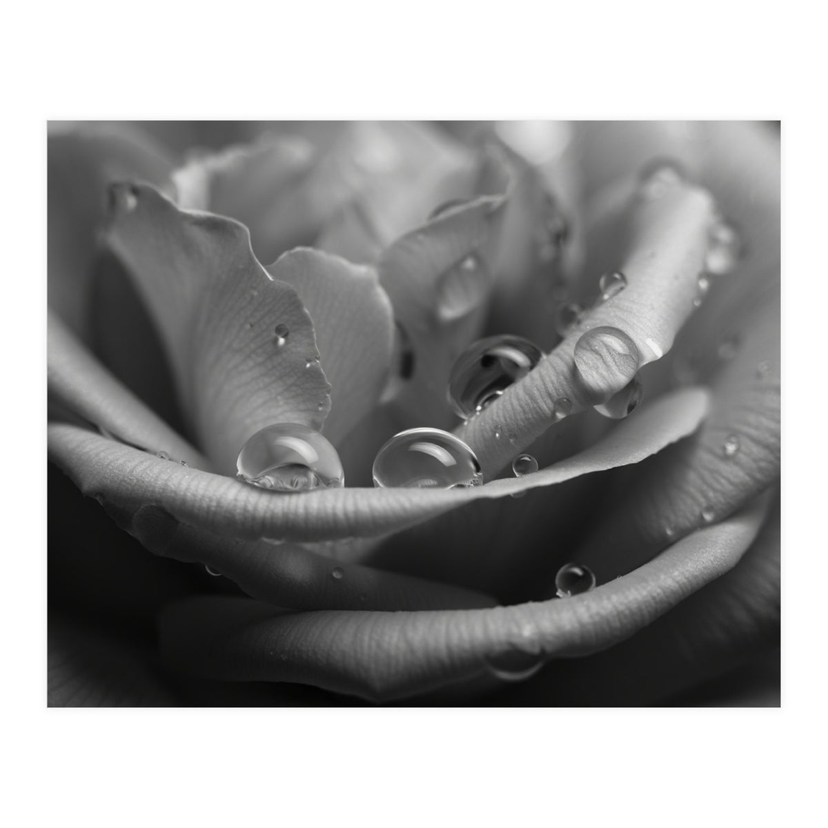 Ethereal Monochromatic Rose Petal Macro (Print Only)