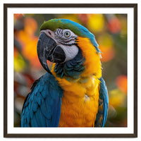 Blue And Gold Macaw Parrot Close Up Portrait