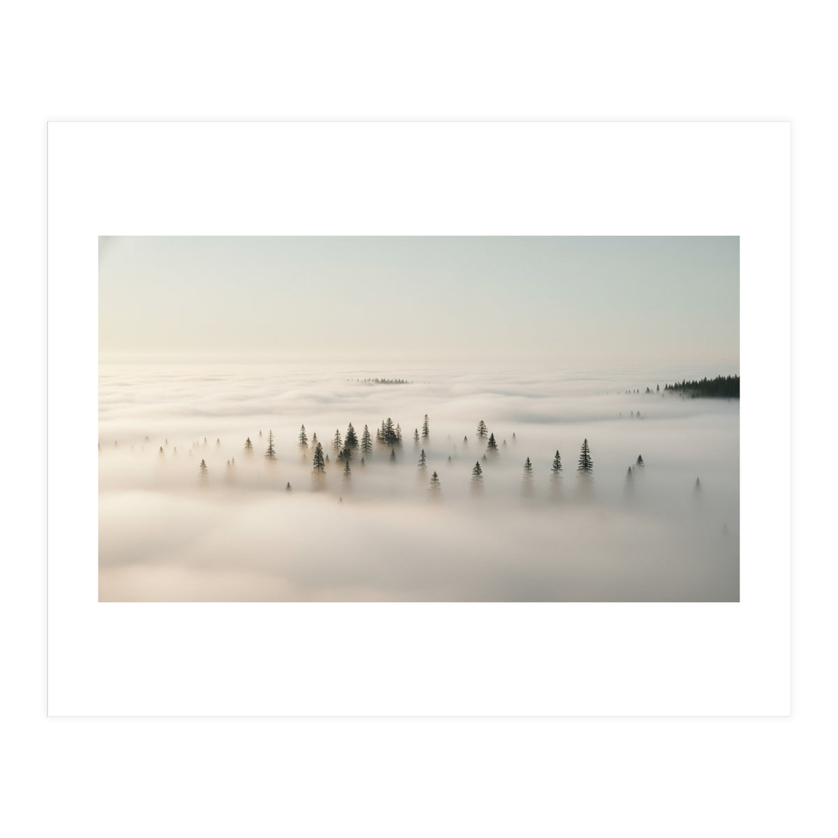 Misty Peaks: Pine Forest Above the Clouds (Print Only)