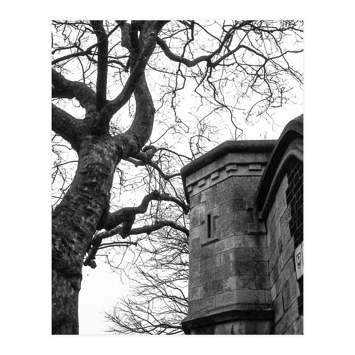 Stark Contrast (Print Only)