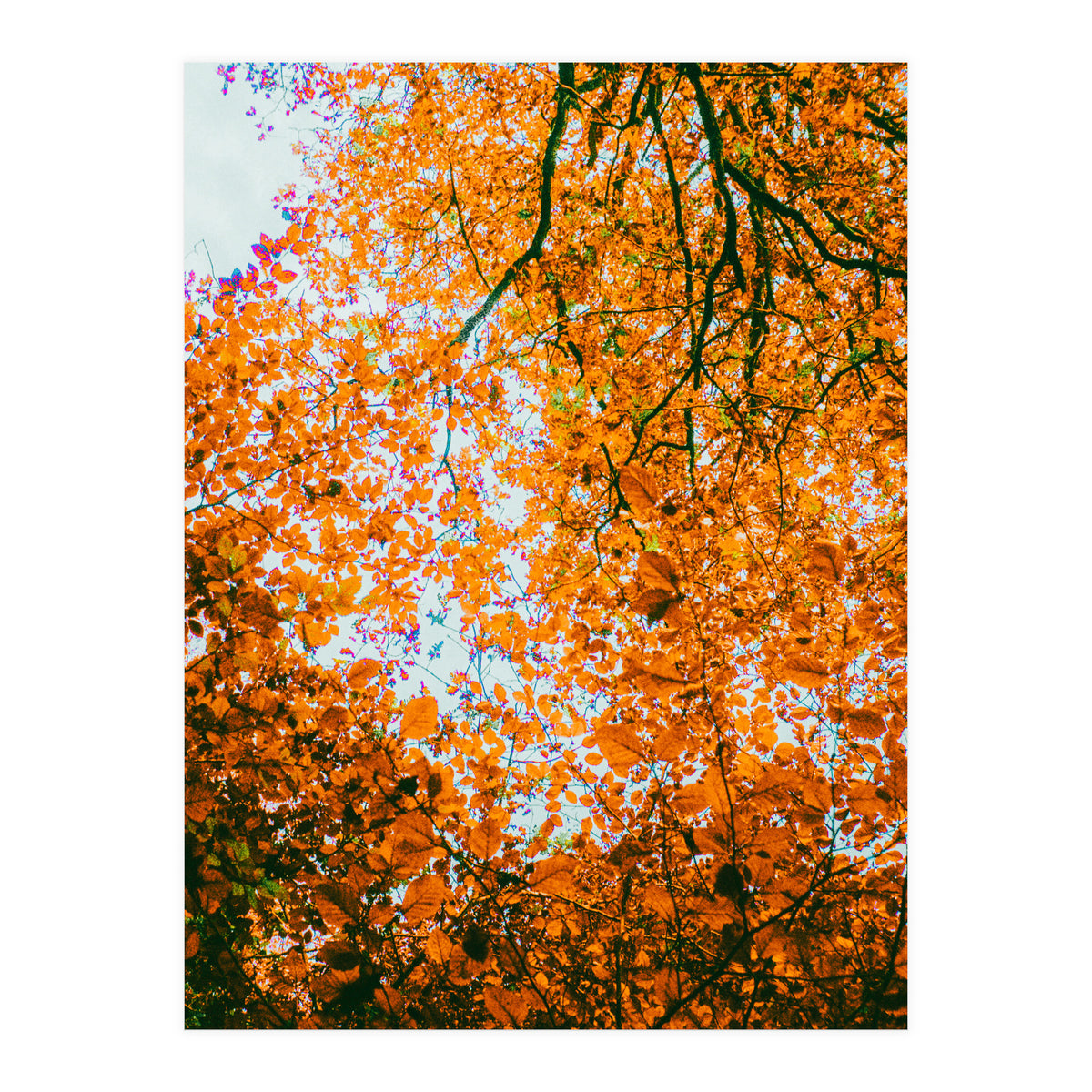 Autumn Leaves (Print Only)
