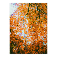 Autumn Leaves (Print Only)