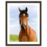 Brown Horse thumbnail