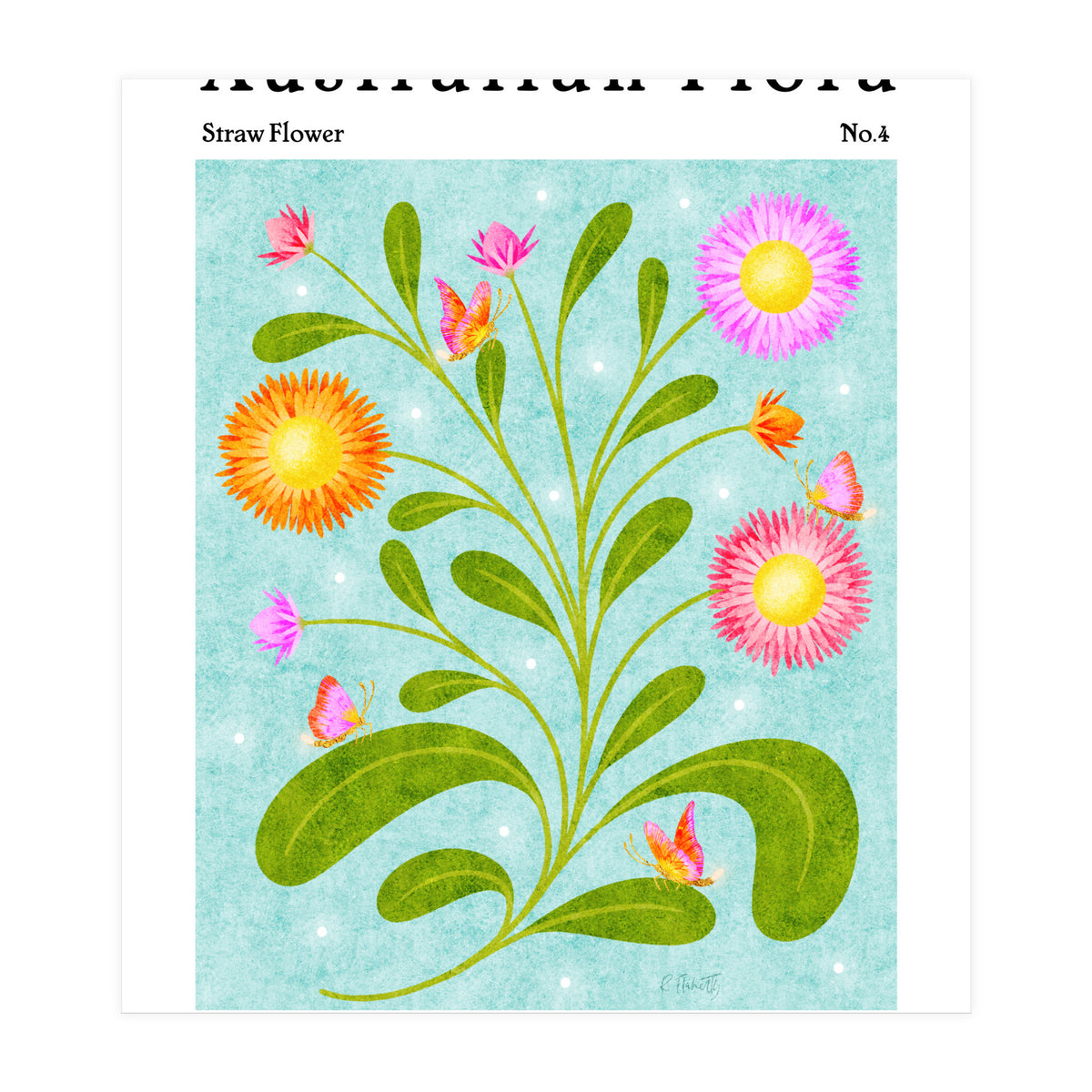 Australian Flora: Straw Flower (Print Only)