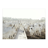 LIVING TOGETHER - WHITE COWS FAMILY (Print Only)