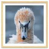 Majestic Swan Covered In Frost And Snow thumbnail