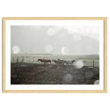 Horses under the sun shower - Iceland thumbnail