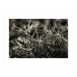 Rosemary Plant (Print Only) thumbnail