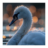 Close-up Shot of a Swan with Water Droplets (Print Only) thumbnail