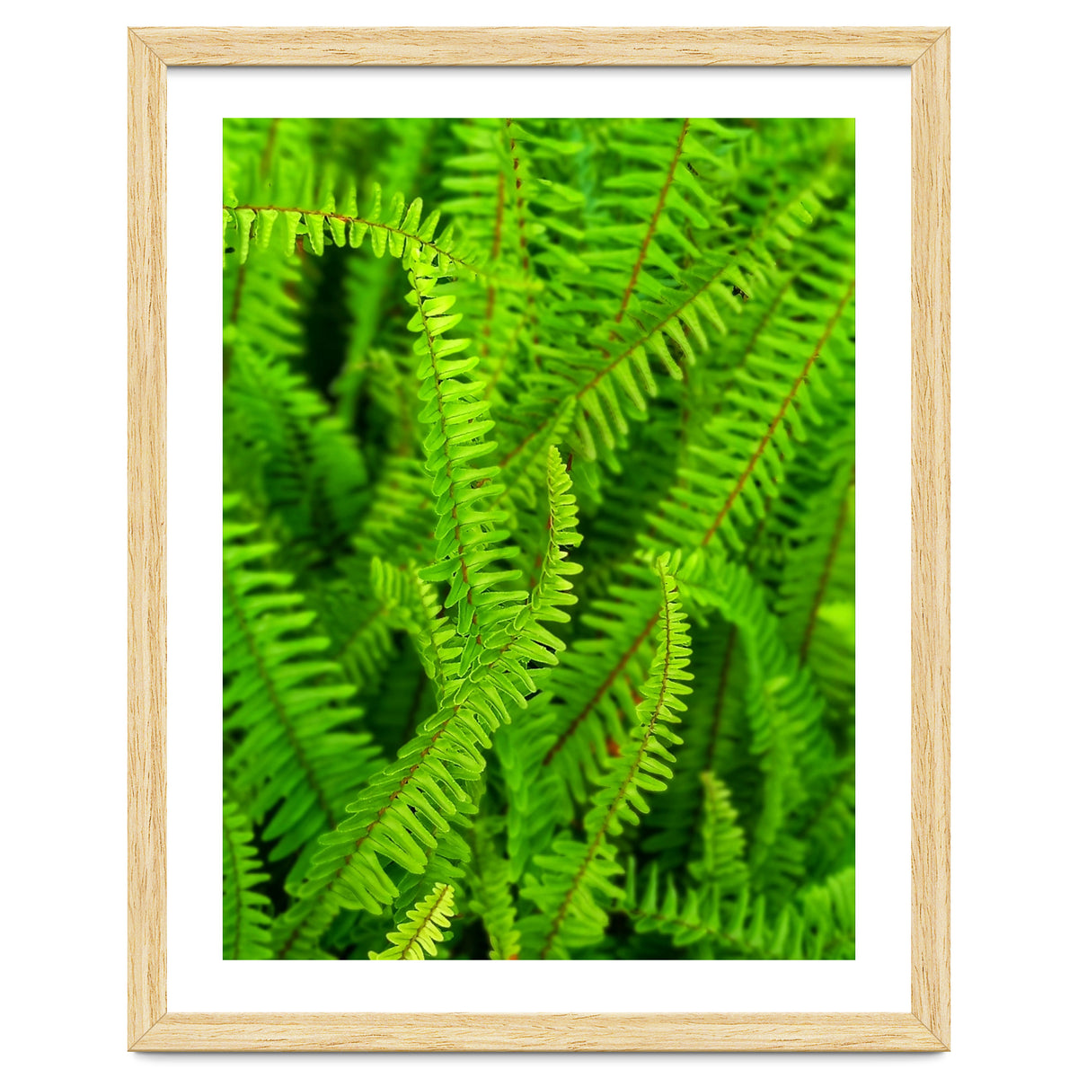 Green Ferns