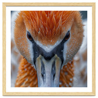Close Up Of A Pelican's Beak With Water Droplets