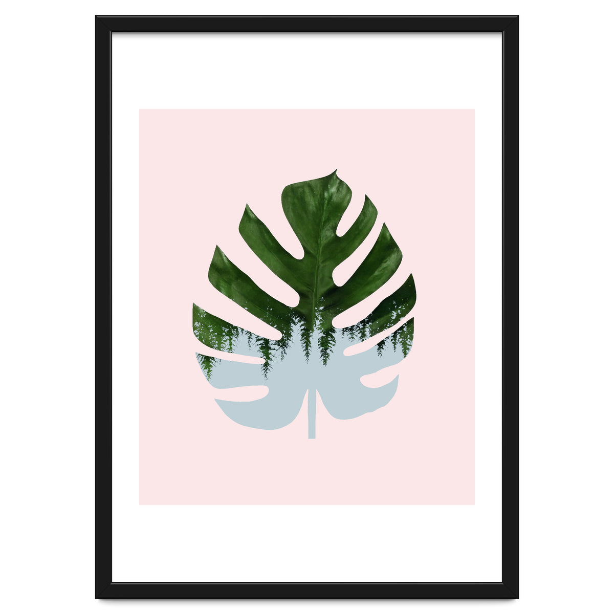 Monstera