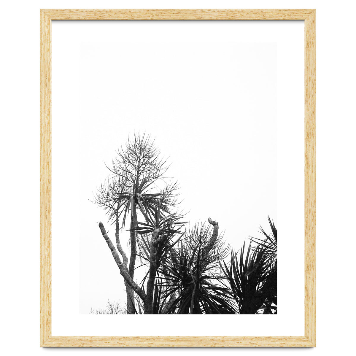 Miminalist Palm