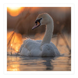 Majestic Swan Swimming At Sunrise Serene Water (Print Only) thumbnail