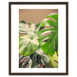 Monstera Mix thumbnail