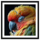Close Up Of A Sleeping Sun Conure Parrot thumbnail