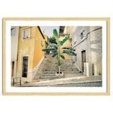 Lisbon Palm Tree thumbnail
