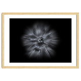 Backyard Flowers In Black And White No 66 Flow Version thumbnail