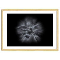 Backyard Flowers In Black And White No 66 Flow Version