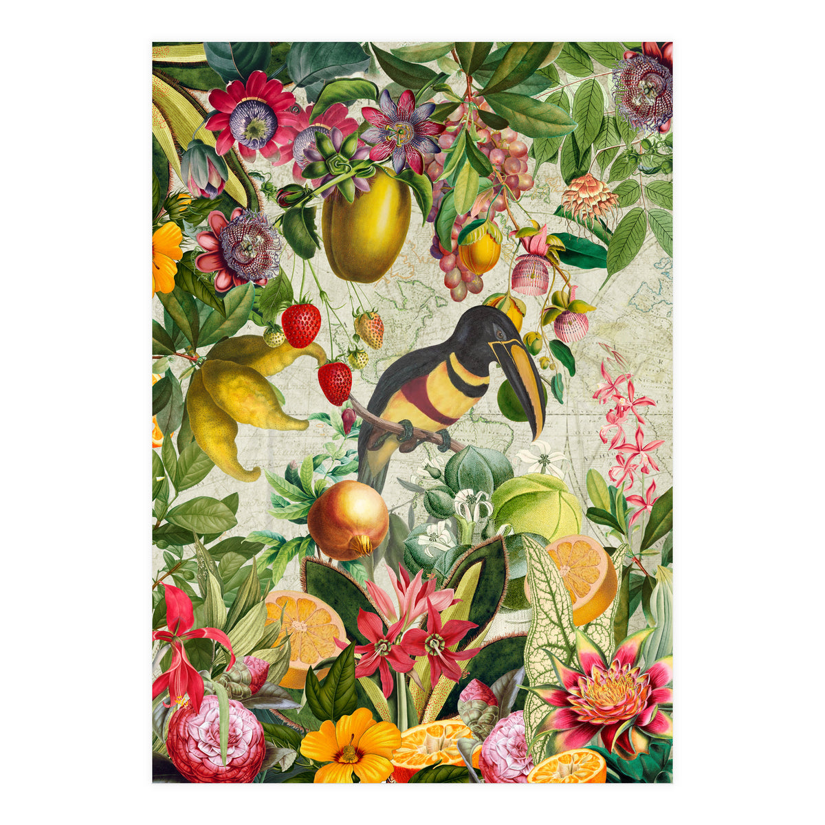 Toucan vintage jungle  (Print Only)