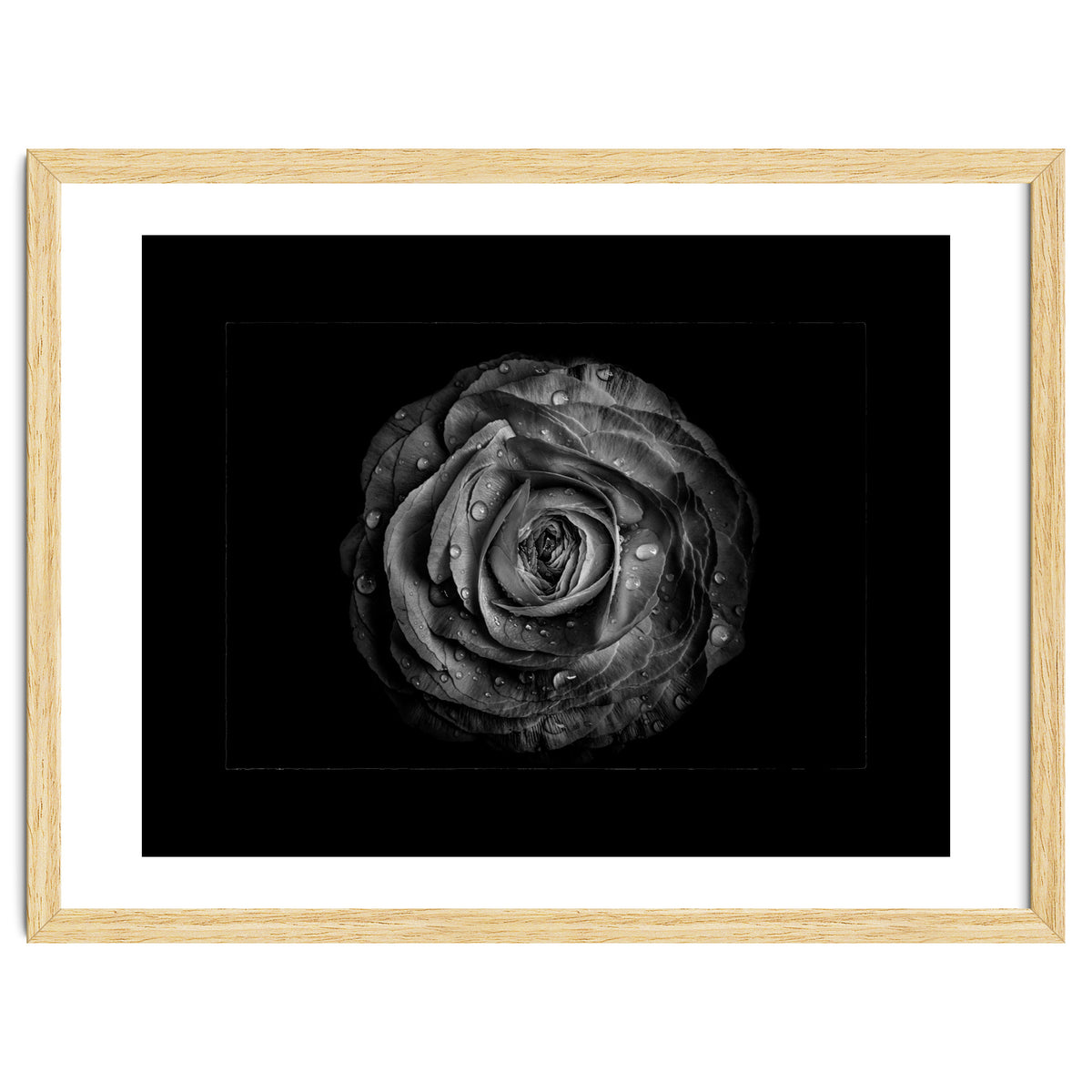 Backyard Flowers In Black And White No 72 with Border