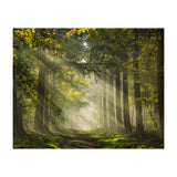 Sunrays in a Dutch forest (Print Only) thumbnail