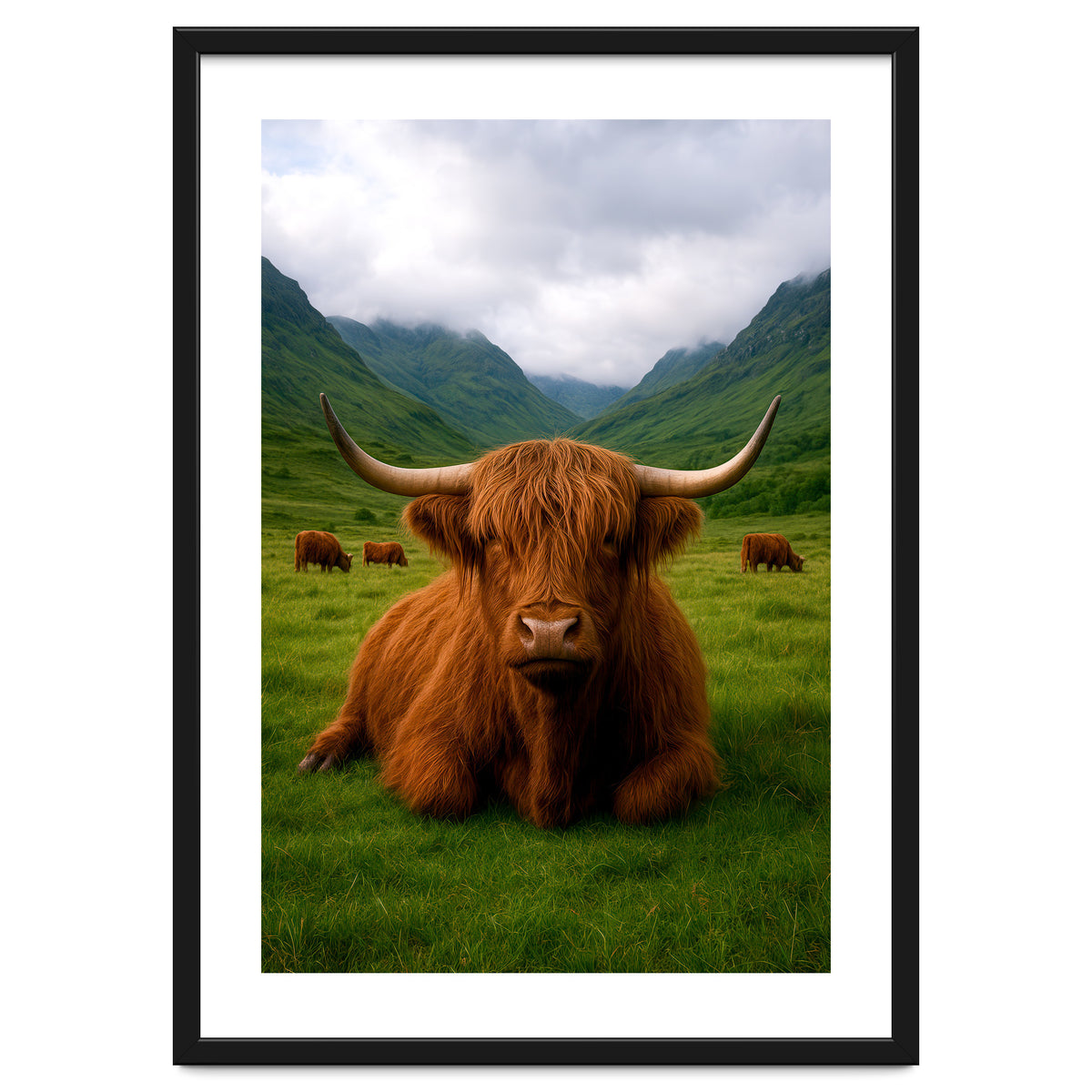 Highland Cow in Scotland