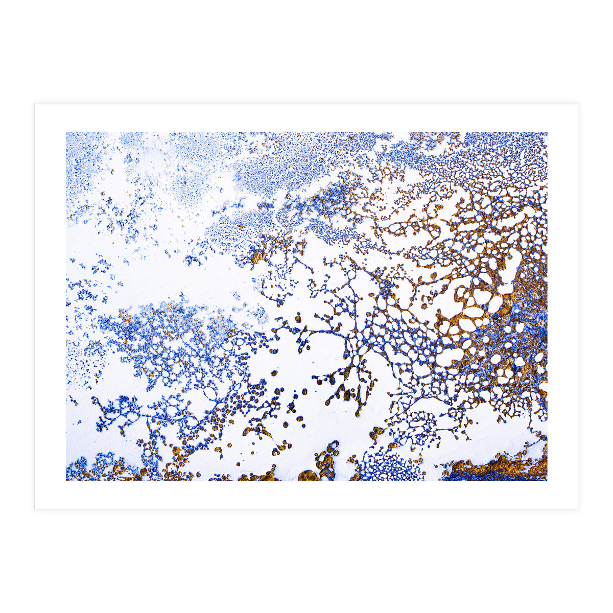 Coral Blooming (Print Only)