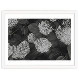 Hydrangeas | Black & White Landscape thumbnail
