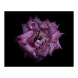 Backyard Flowers No 111 Color Version (Print Only) thumbnail