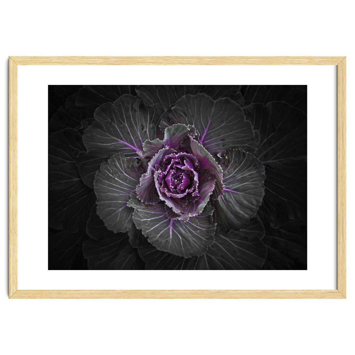 Backyard Flowers No 108 Color Version