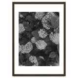 Hydrangeas | Black & White Portrait thumbnail