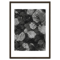 Hydrangeas | Black & White Portrait