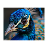 Close Up Of A Peacock Head And Eye (Print Only) thumbnail