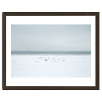 Seagulls in the Snow beach