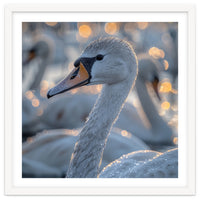 Majestic Swan Close Up With Water Droplets