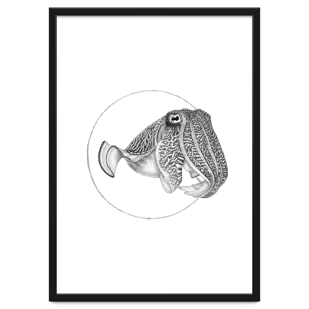 The Fascinating Cuttlefish