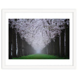 Cherry trees in the fog thumbnail