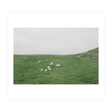 A flock of Sheep in the Green Hill - Iceland  (Print Only) thumbnail