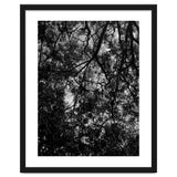 Tree From Below Black Silhouette thumbnail
