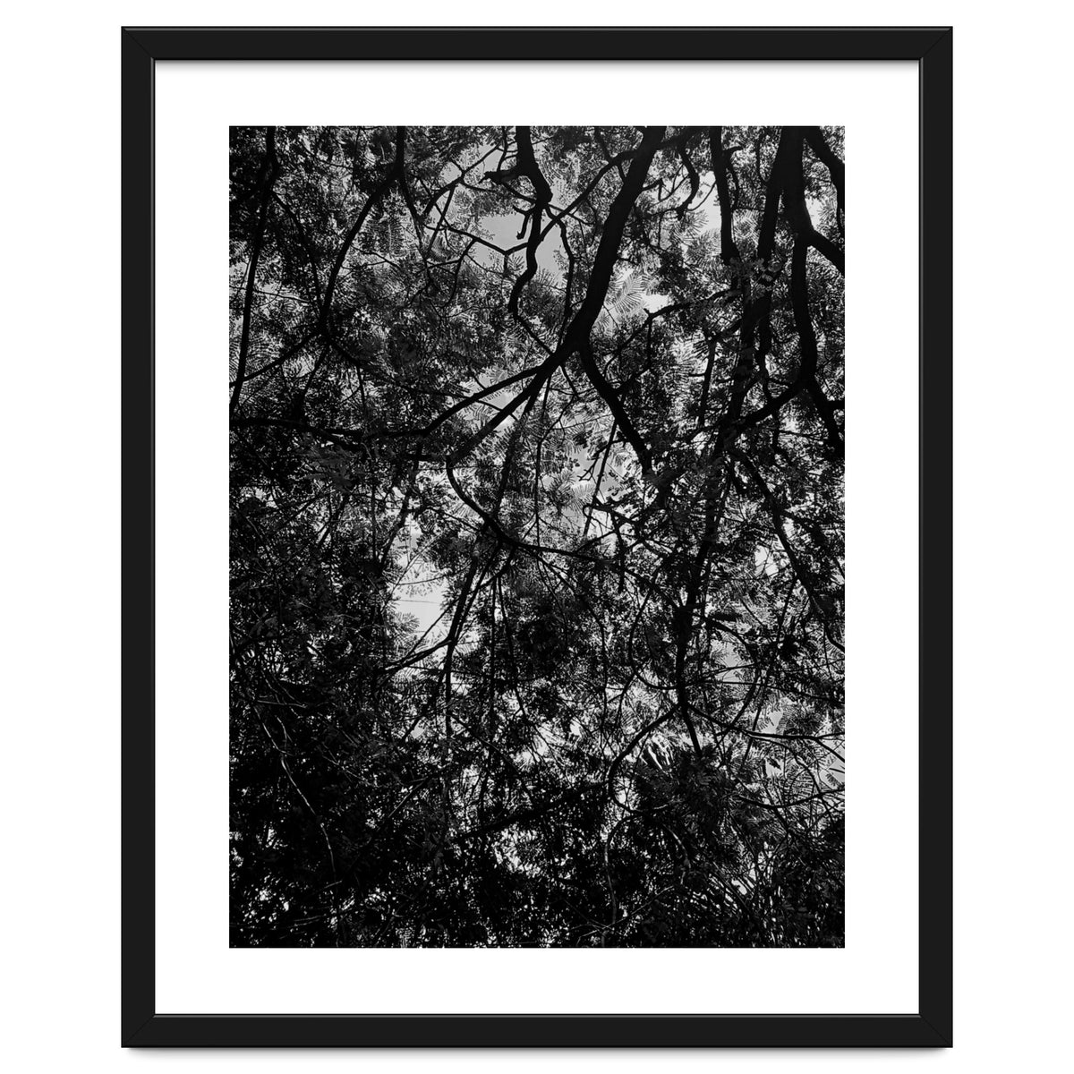 Tree From Below Black Silhouette