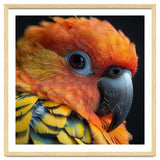 Close Up Of A Sun Conure Parrot's Head thumbnail
