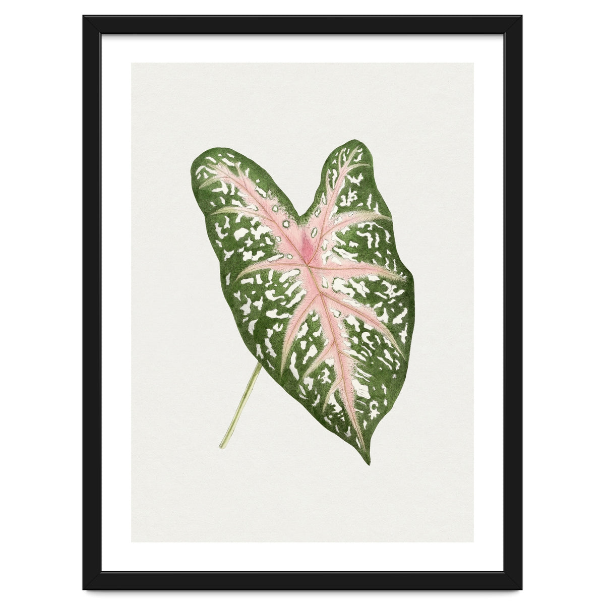 Caladium ‘Carolyn Whorton’ Leaf (Hand Drawn Illustration)